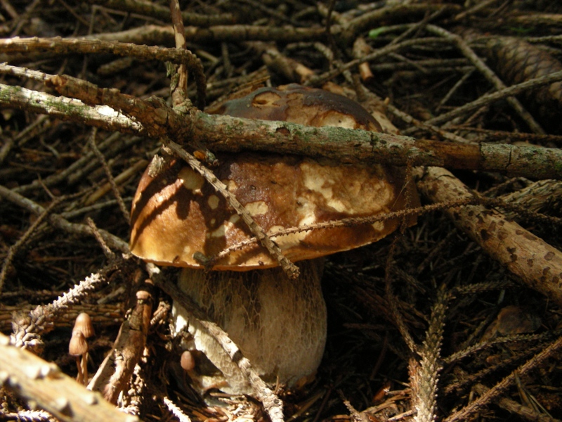 Abetaia di montagna secondo atto